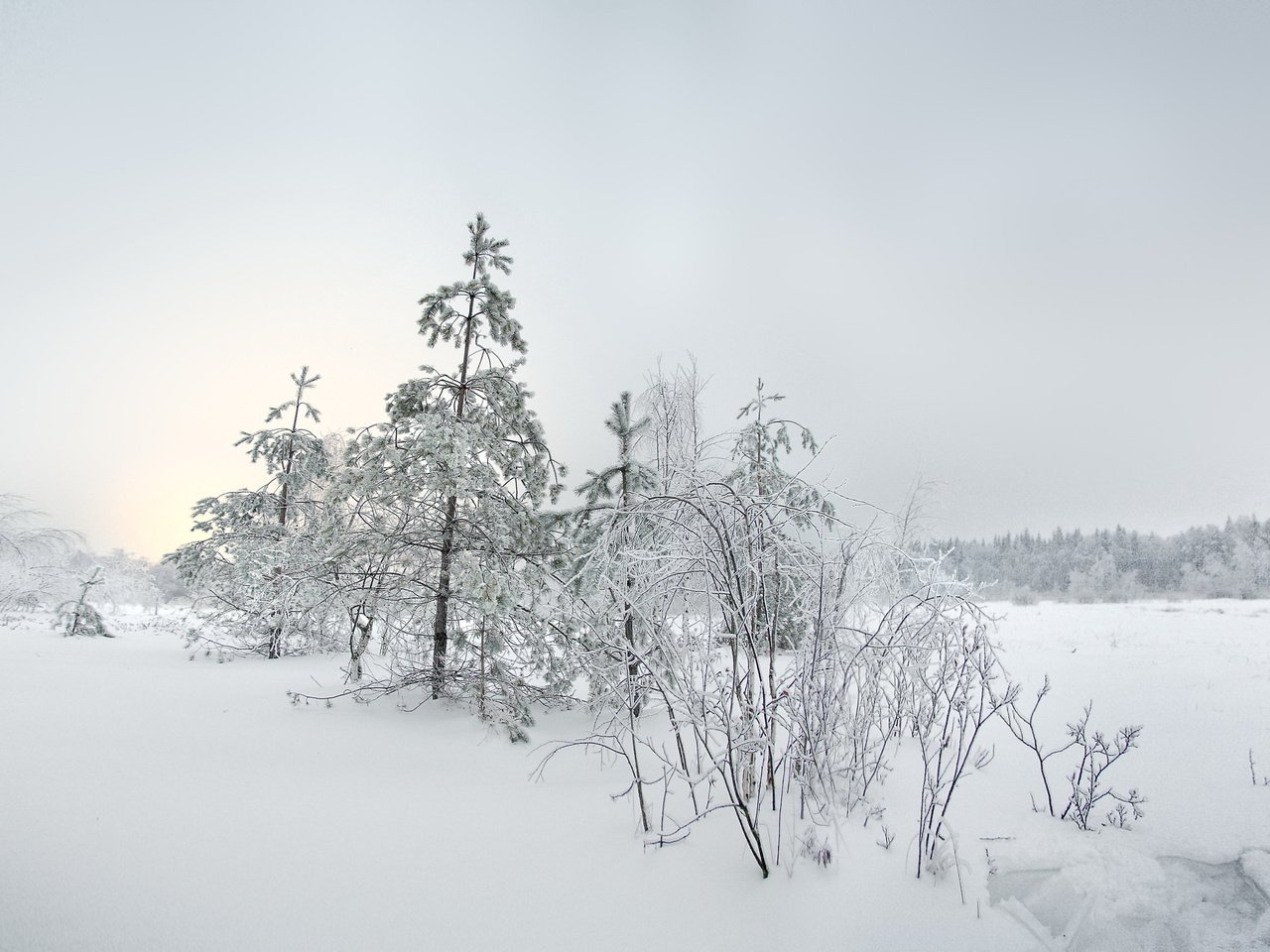 Обои снег, елка, зима, пейзаж, snow, tree, winter, landscape разрешение 2980x1975 Загрузить