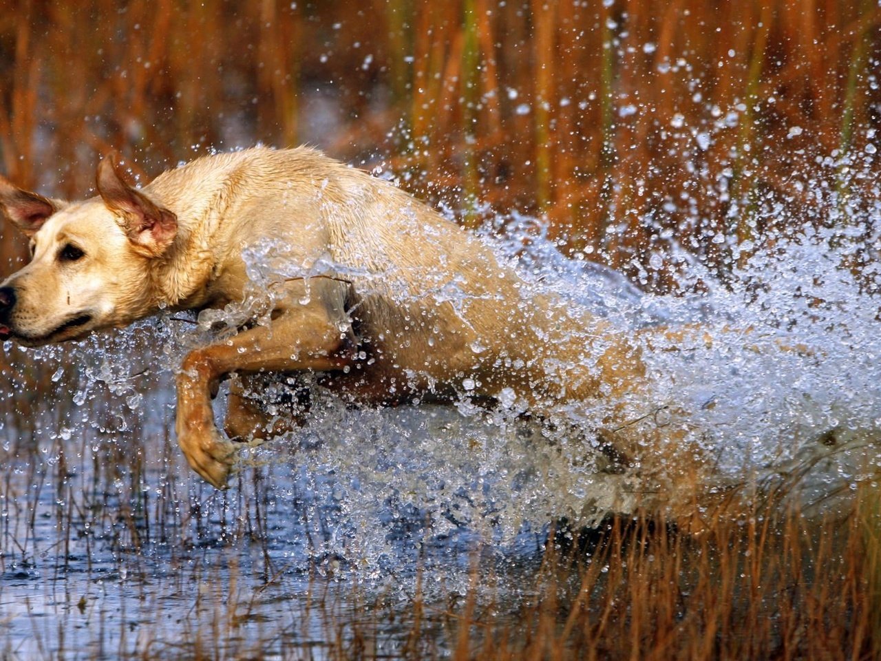 Обои трава, вода, собака, прыжок, охота, лабрадор, grass, water, dog, jump, hunting, labrador разрешение 1920x1080 Загрузить