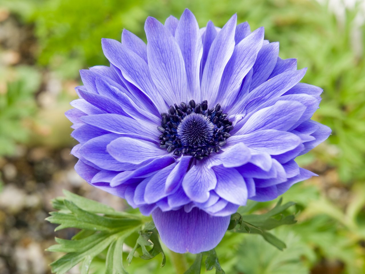 Обои синий, цветок, лепестки, анемона, blue, flower, petals, anemone разрешение 2560x1920 Загрузить