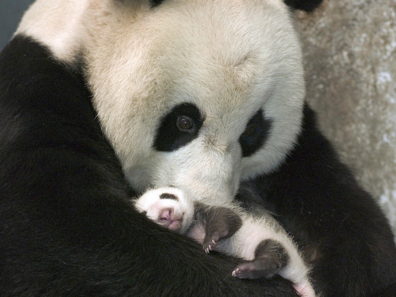 Обои панда, забота, детеныш, бамбуковый медведь, большая панда, panda, care, cub, bamboo bear, the giant panda разрешение 1920x1200 Загрузить