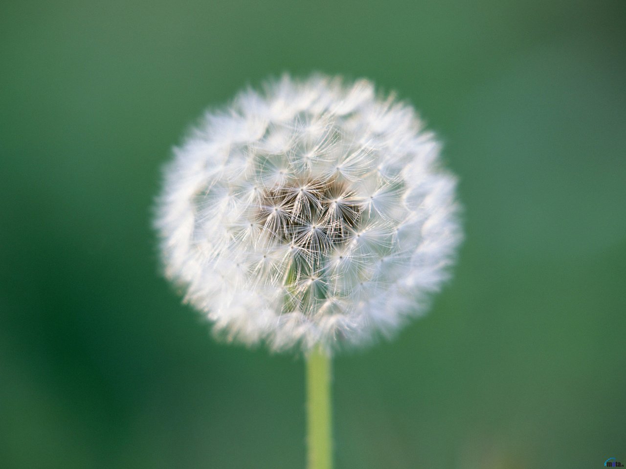 Обои цветок, одуванчик, пушинки, былинки, flower, dandelion, fuzzes, blade разрешение 2560x1920 Загрузить