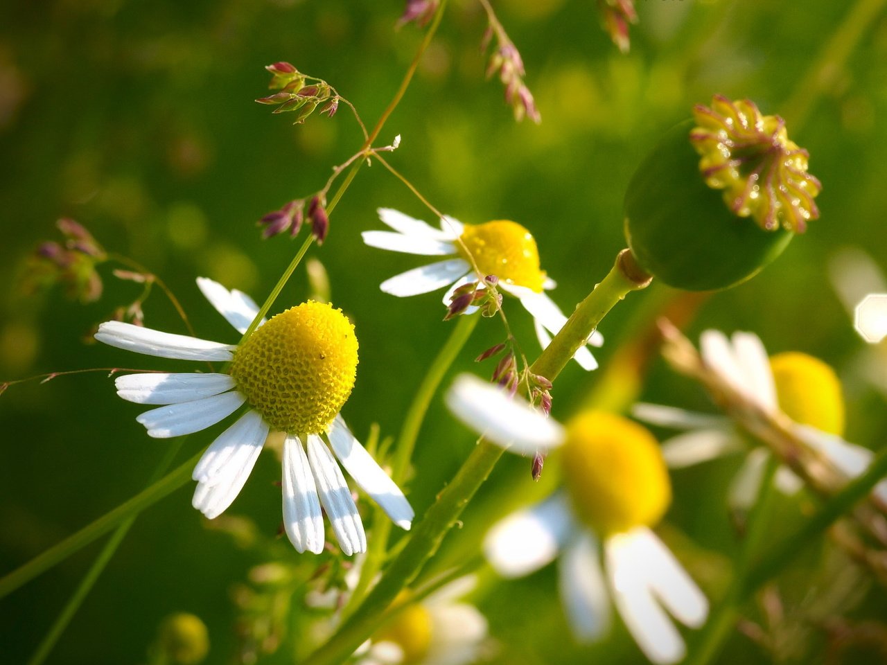 Обои цветы, природа, макро, лепестки, ромашки, стебли, flowers, nature, macro, petals, chamomile, stems разрешение 2560x1600 Загрузить