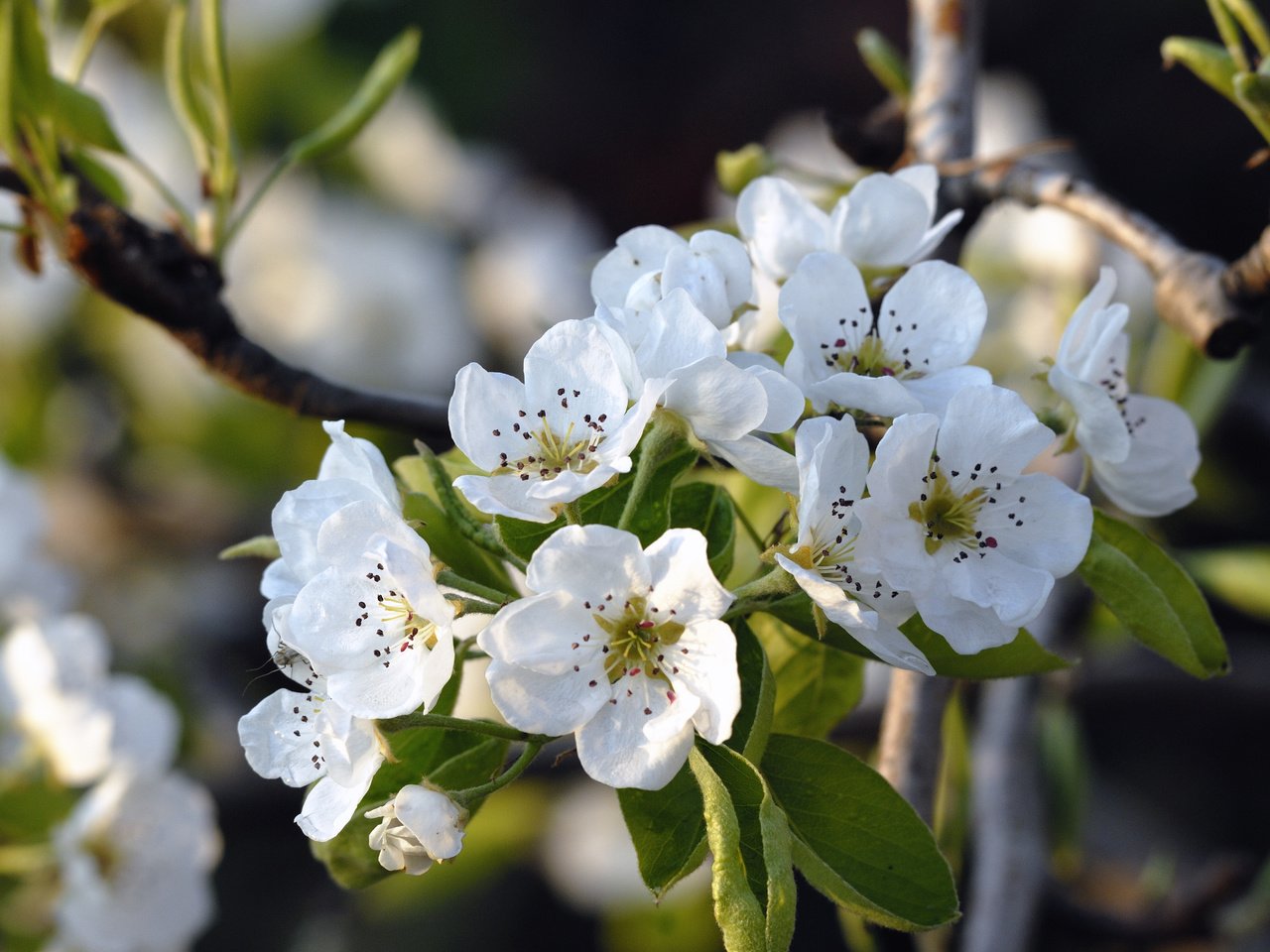 Обои цветение, весна, яблоня, flowering, spring, apple разрешение 3872x2592 Загрузить