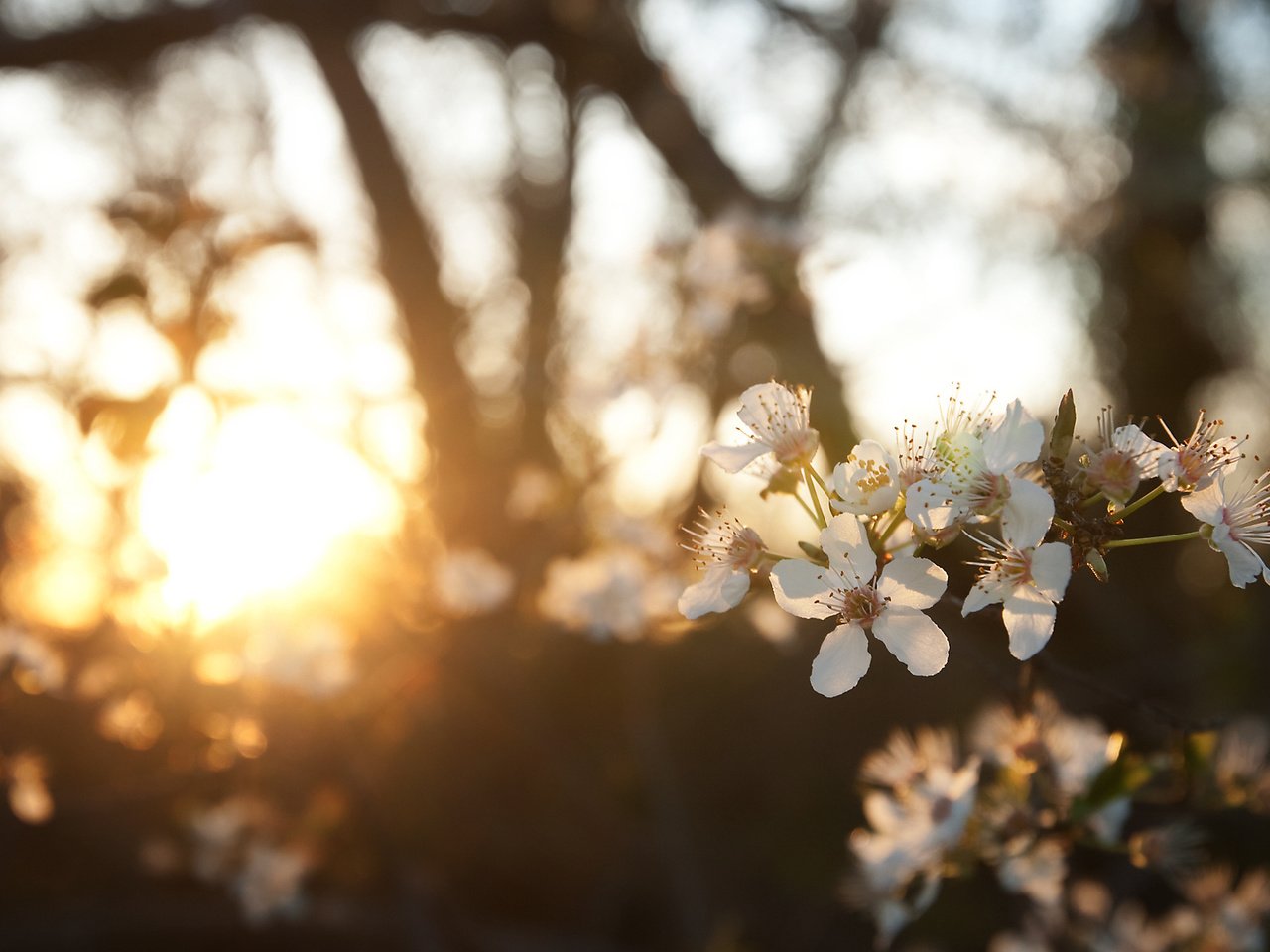 Обои природа, цветение, ветки, размытость, весна, nature, flowering, branches, blur, spring разрешение 1920x1200 Загрузить