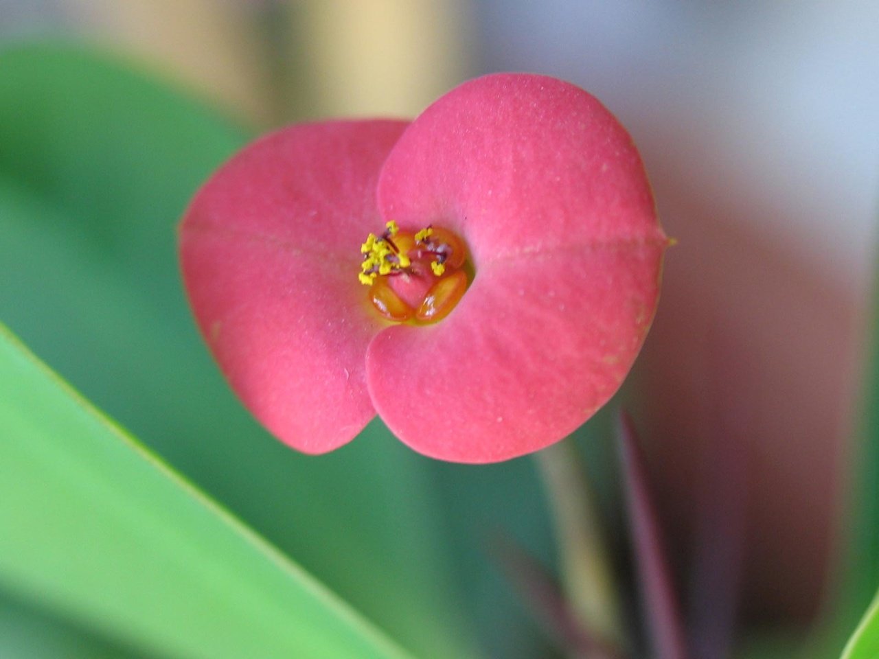 Обои макро, цветок, красный, молочай, молочай миля, macro, flower, red, euphorbia разрешение 1920x1200 Загрузить