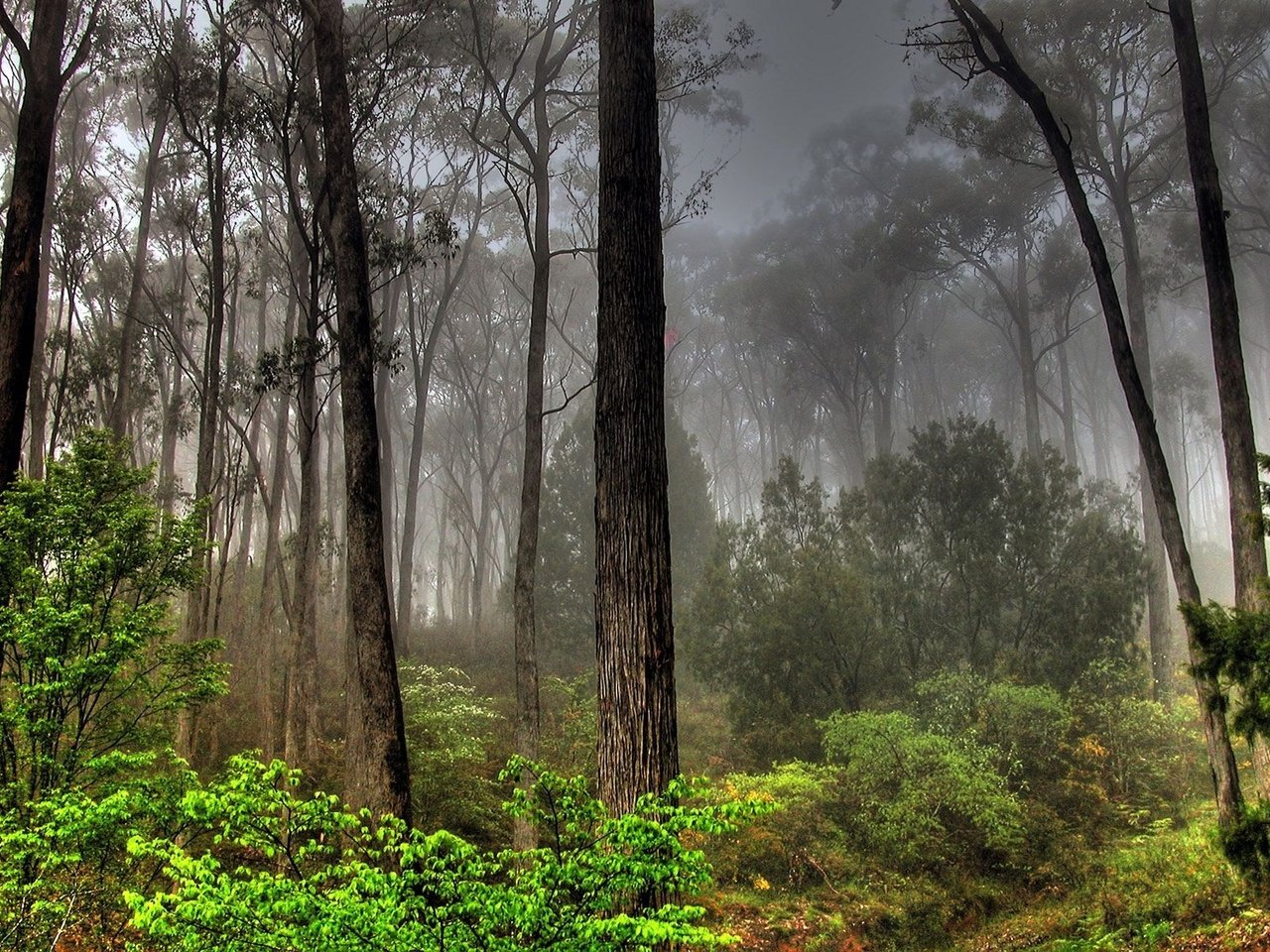 Обои лес, туман, заросли, forest, fog, thickets разрешение 1920x1200 Загрузить