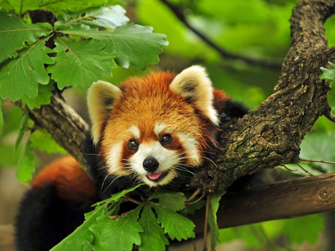 Обои дерево, ветки, красная, панда, енот, красная панда, tree, branches, red, panda, raccoon, red panda разрешение 2859x1869 Загрузить
