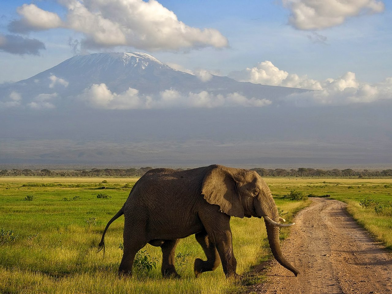 Обои гора, слон, африка, саванна, кения, амбосели, mountain, elephant, africa, savannah, kenya, amboseli разрешение 1920x1200 Загрузить