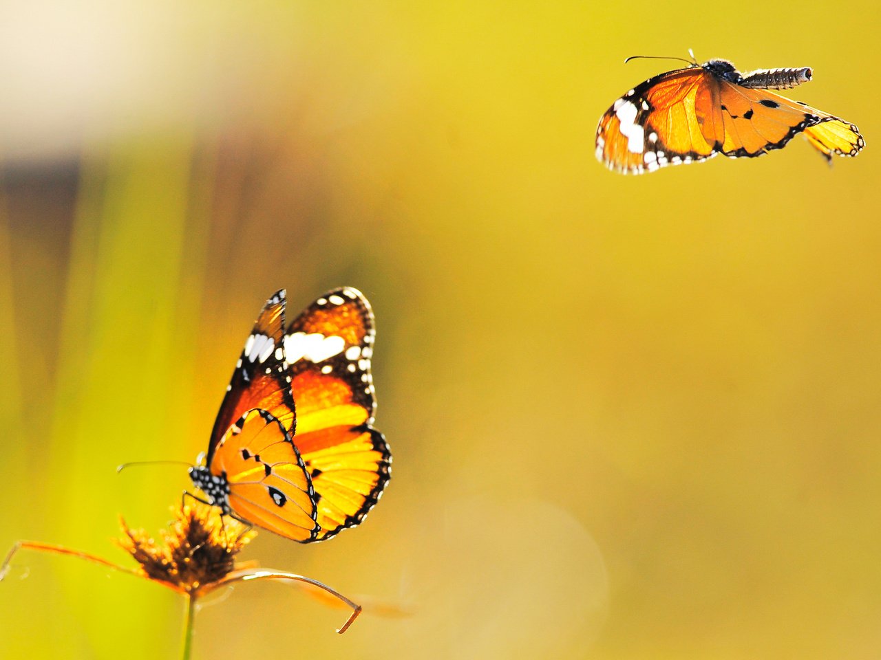 Обои желтый, фон, бабочки, летают, yellow, background, butterfly, fly разрешение 2560x1800 Загрузить