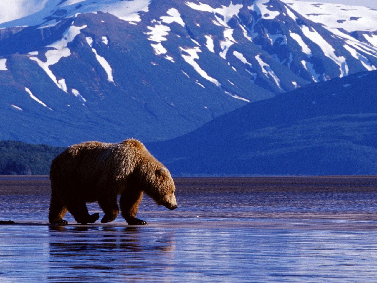 Обои морда, вода, горы, фон, лапы, медведь, face, water, mountains, background, paws, bear разрешение 1920x1200 Загрузить