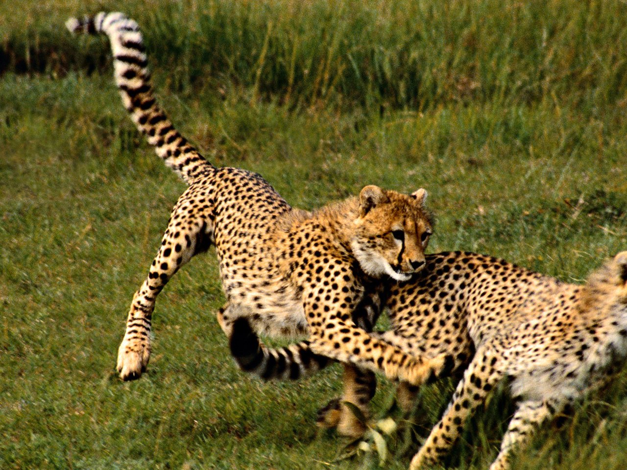 Обои трава, хищник, большая кошка, гепард, гепарды, grass, predator, big cat, cheetah, cheetahs разрешение 1920x1080 Загрузить