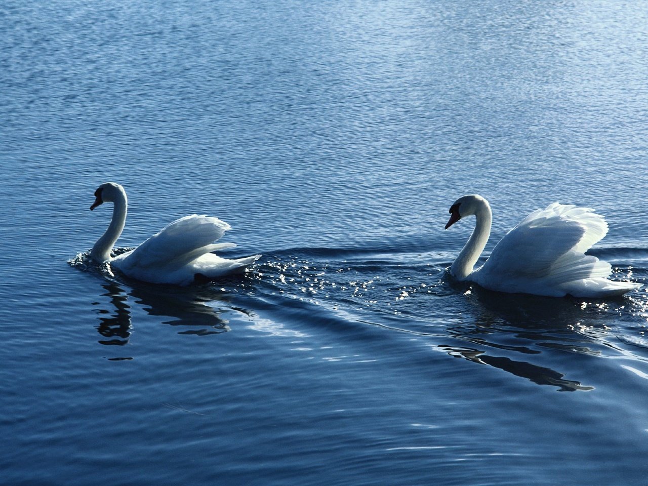 Обои вода, птицы, пара, белые, лебеди, рябь, water, birds, pair, white, swans, ruffle разрешение 1920x1200 Загрузить