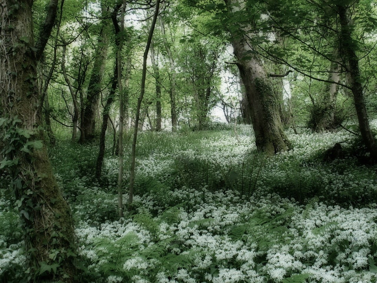 Обои деревья, лес, белые цветы, trees, forest, white flowers разрешение 1920x1080 Загрузить