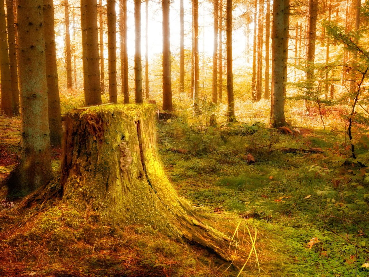 Обои свет, деревья, лес, пень, растительность, light, trees, forest, stump, vegetation разрешение 1920x1080 Загрузить