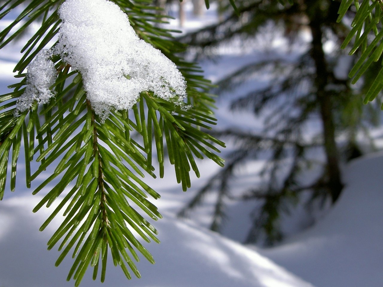 Обои ветка, снег, хвоя, зима, макро, иголки, branch, snow, needles, winter, macro разрешение 1920x1080 Загрузить