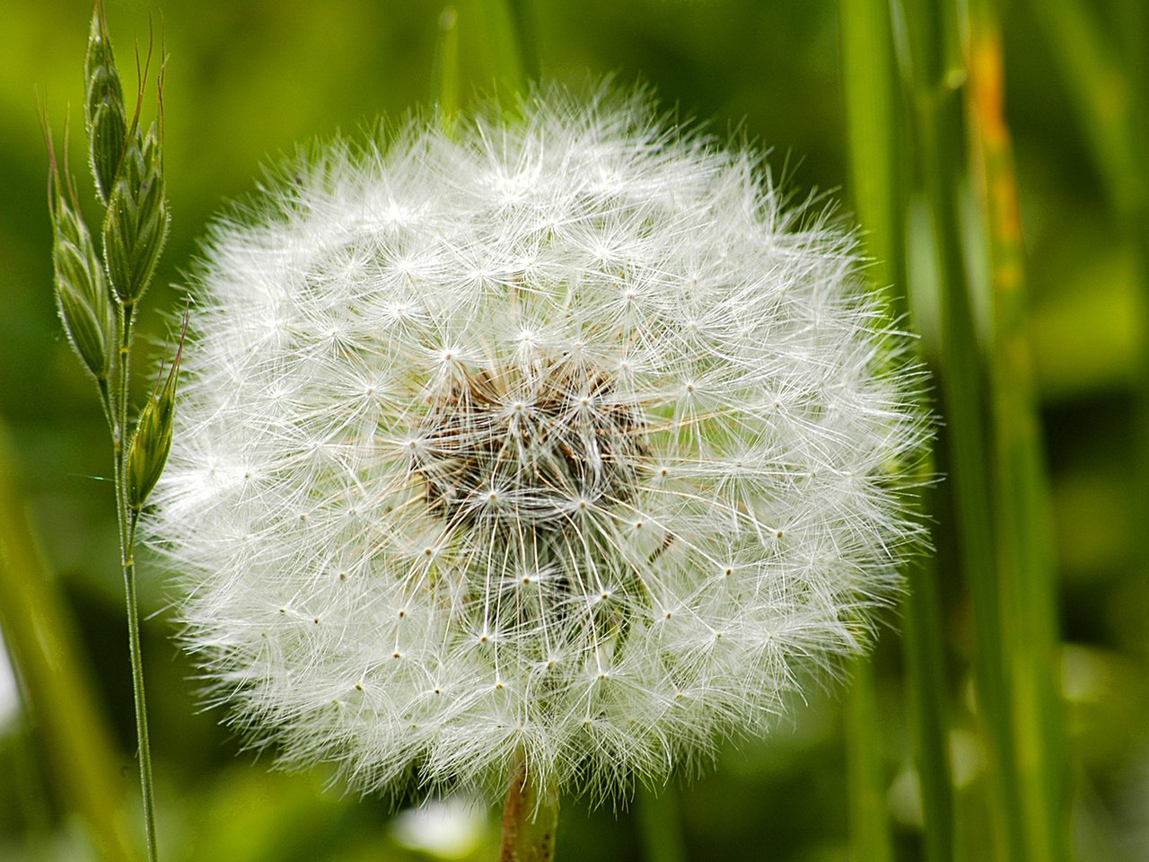 Обои цветок, одуванчик, пух, пушинки, былинки, flower, dandelion, fluff, fuzzes, blade разрешение 1920x1200 Загрузить