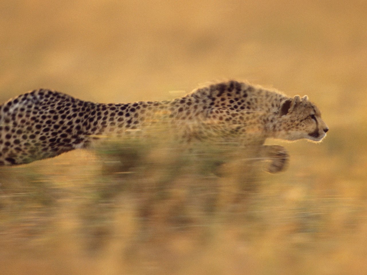 Обои бег, гепард, стремительный, running, cheetah, rapid разрешение 1920x1080 Загрузить