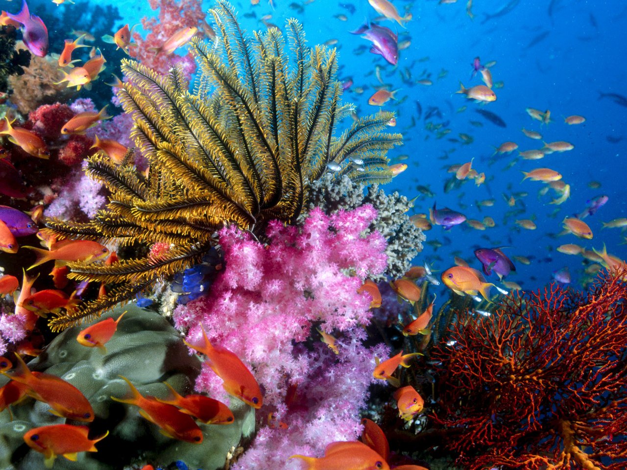 Обои море, рыбки, кораллы, подводный мир, тропические рыбы, sea, fish, corals, underwater world, tropical fish разрешение 1920x1080 Загрузить