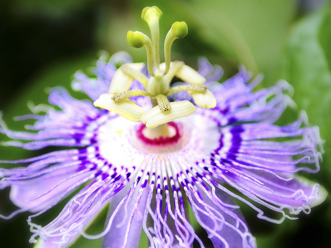 Обои макро, цветок, размытость, пассифлора, macro, flower, blur, passionflower разрешение 1920x1200 Загрузить