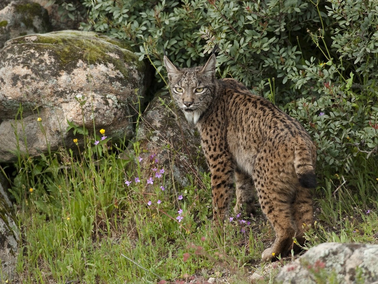 Обои трава, дерево, лес, рысь, животные, рыси, grass, tree, forest, lynx, animals разрешение 1920x1080 Загрузить