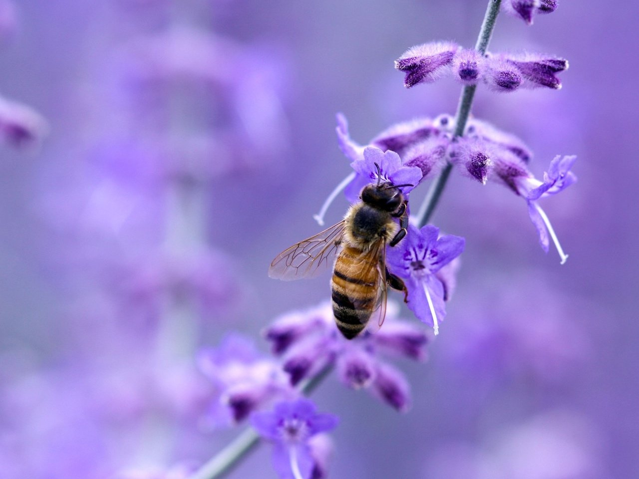 Обои макро, цветок, насекомые, пчела, macro, flower, insects, bee разрешение 1920x1200 Загрузить