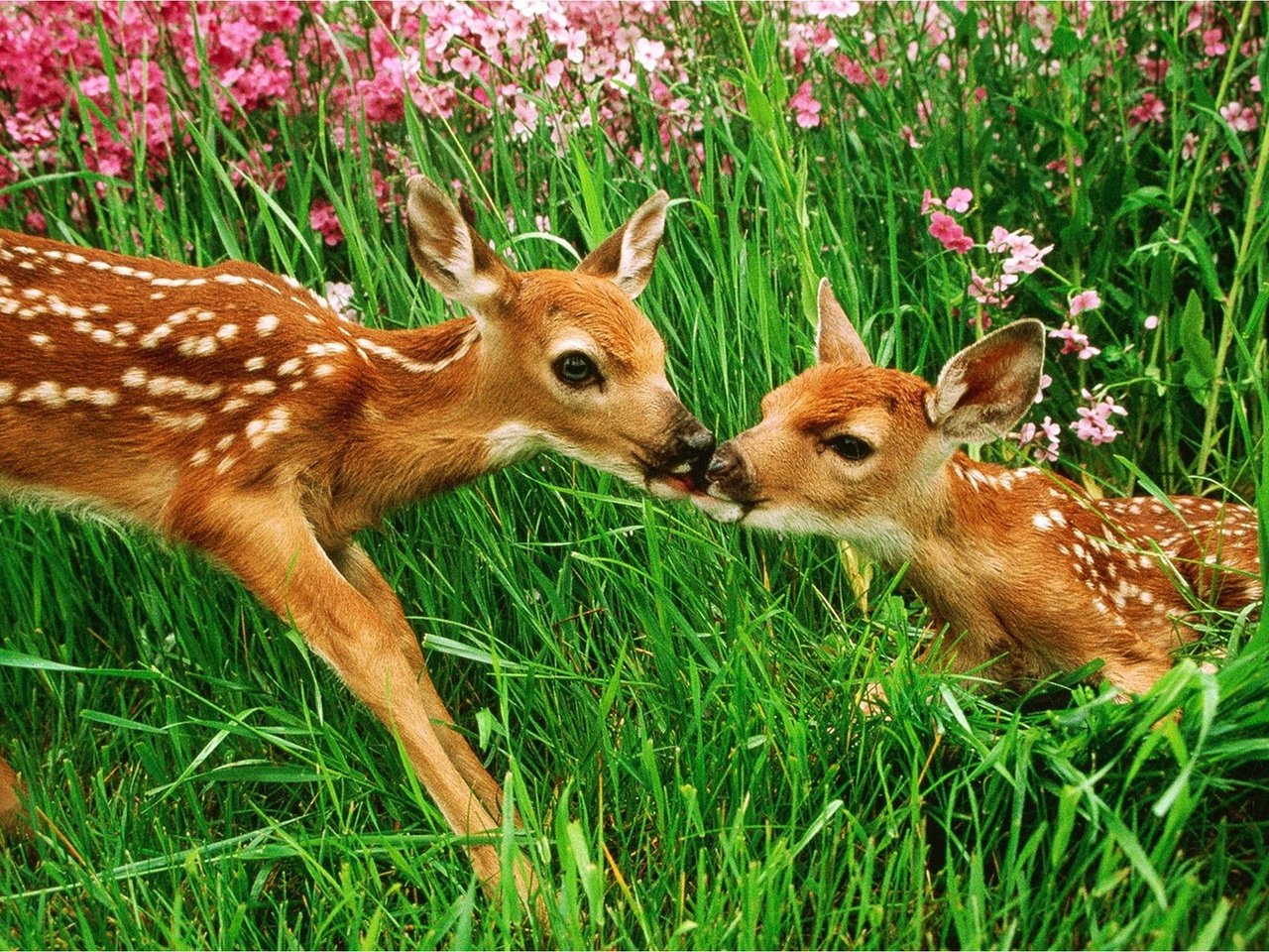 Обои цветы, трава, луг, олени, поцелуй, бэмби, flowers, grass, meadow, deer, kiss, bambi разрешение 1920x1200 Загрузить