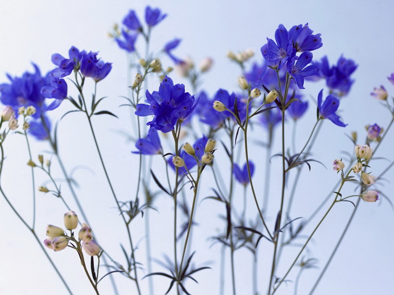 Обои цветы, синее, васильки, flowers, blue, cornflowers разрешение 1920x1080 Загрузить