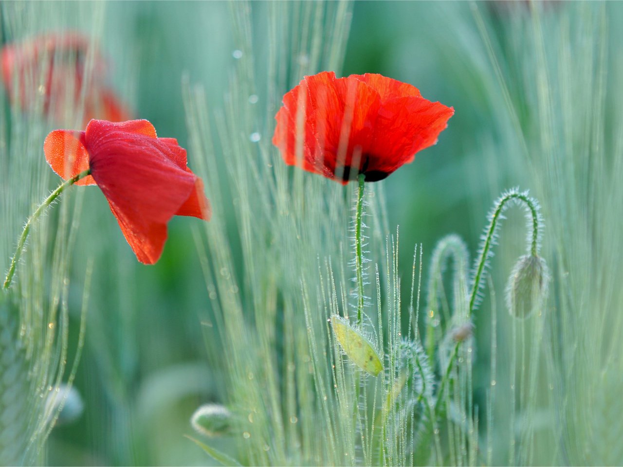 Обои красные маки, red poppies разрешение 1920x1275 Загрузить