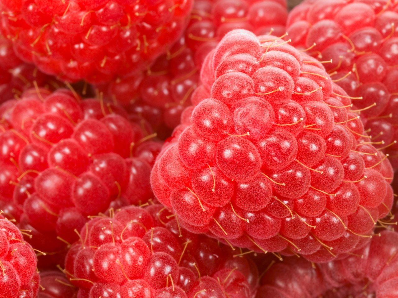 Обои макро, малина, ягода, спелая, красная малинка, macro, raspberry, berry, ripe, red raspberry разрешение 1920x1252 Загрузить