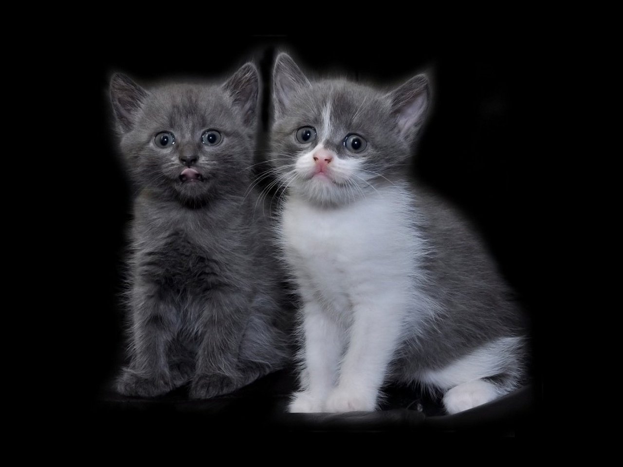 Обои два, котёнка, two, kitten разрешение 1920x1200 Загрузить