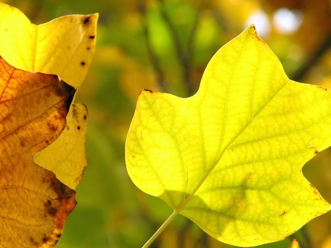 Обои листья, макро, осень, прожилки, желтые, leaves, macro, autumn, veins, yellow разрешение 1920x1200 Загрузить