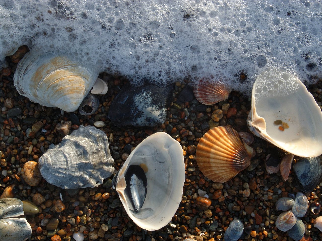 Обои вода, камни, макро, море, пляж, ракушки, морская пена, water, stones, macro, sea, beach, shell, sea foam разрешение 1920x1277 Загрузить