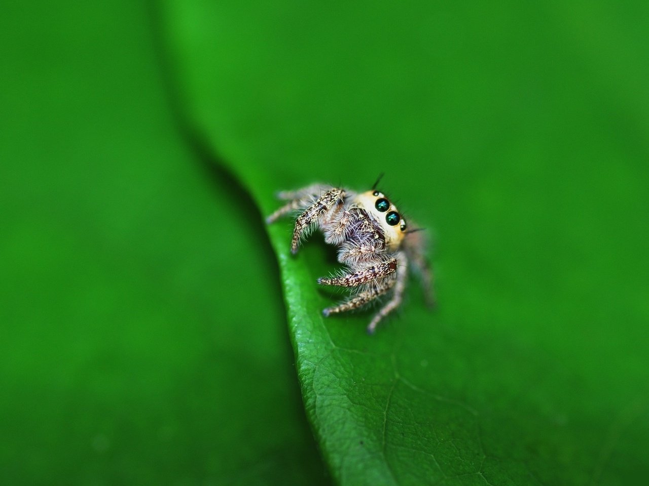 Обои глаза, маленький, лист, насекомые, паук, лапки, паучок, eyes, small, sheet, insects, spider, legs разрешение 1920x1200 Загрузить