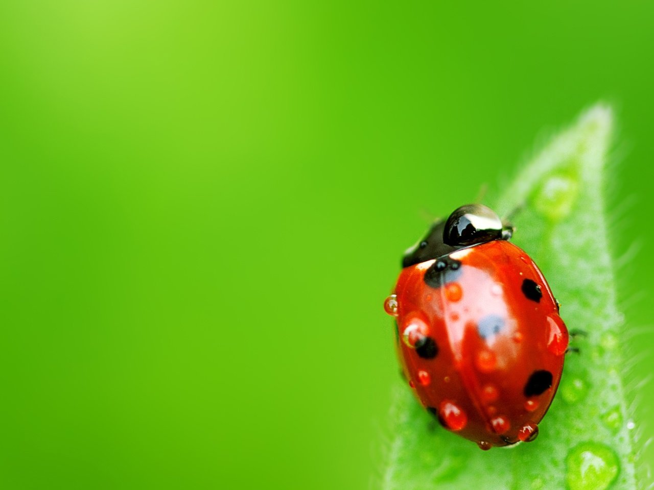 Обои макро, роса, капли, лист, насекомые, божья коровка, macro, rosa, drops, sheet, insects, ladybug разрешение 1920x1080 Загрузить