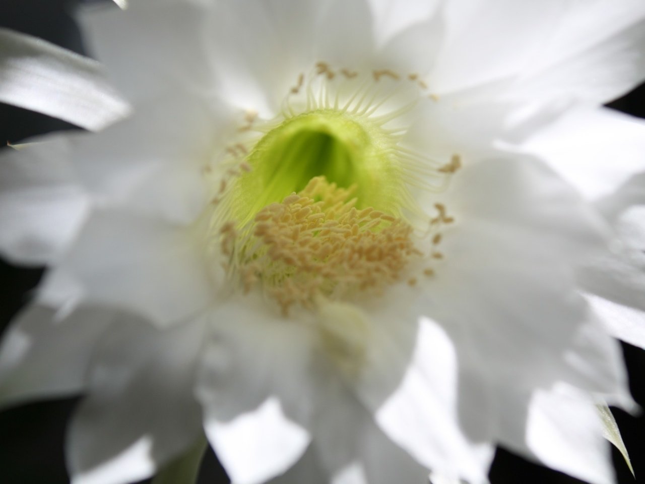 Обои цветок, лепестки, белый, нежный, кактус, flower, petals, white, gentle, cactus разрешение 1920x1280 Загрузить
