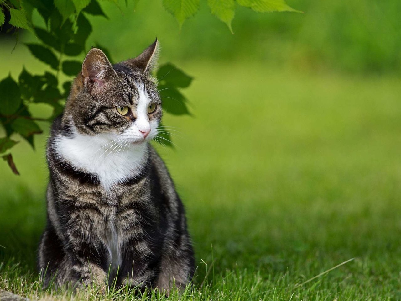 Обои трава, природа, зелень, кот, кошка, полосатая, grass, nature, greens, cat, striped разрешение 1920x1200 Загрузить