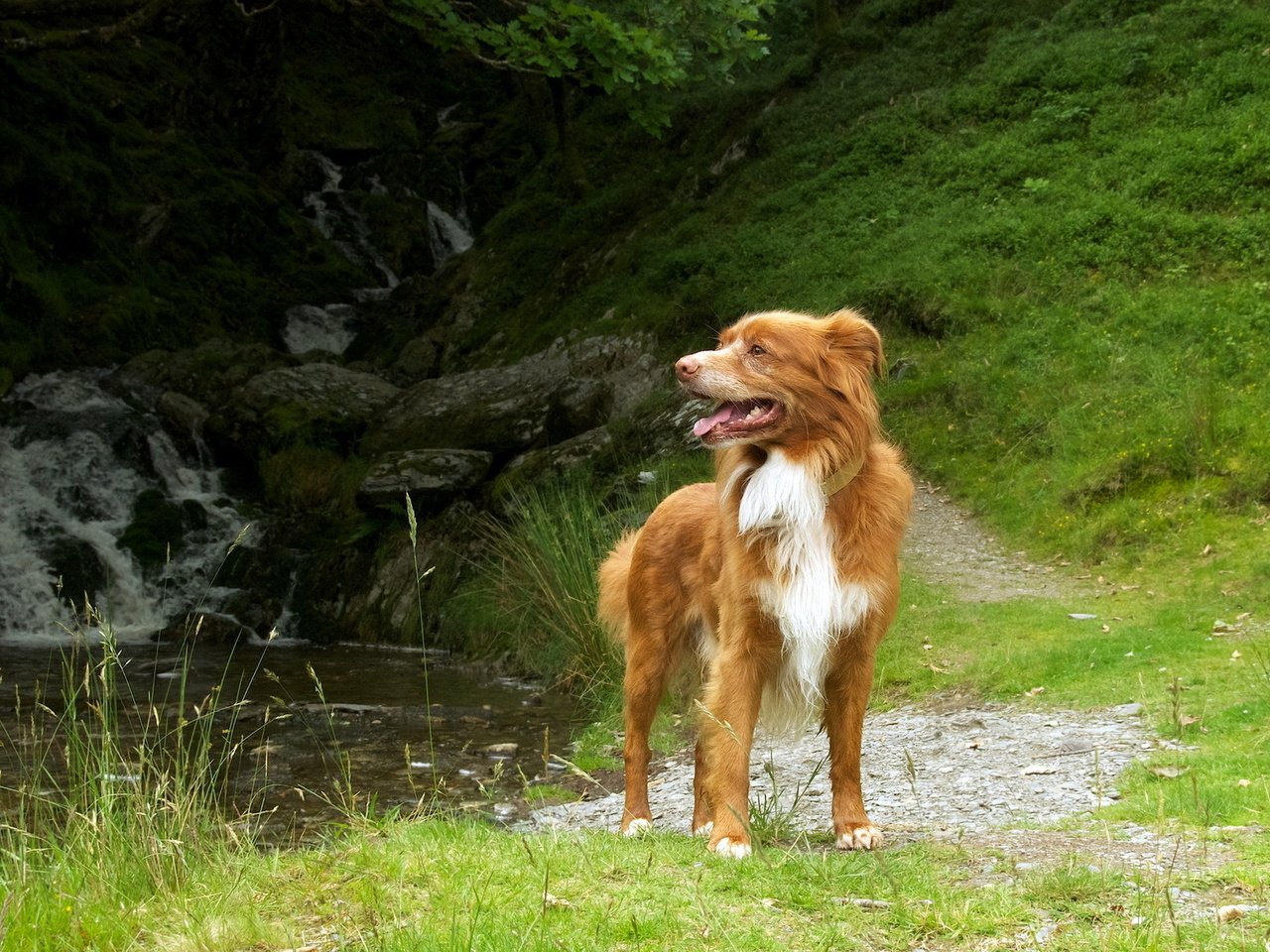 Обои трава, природа, собака, пес, новошотландский ретривер, grass, nature, dog, nova scotia duck tolling retriever разрешение 1920x1200 Загрузить