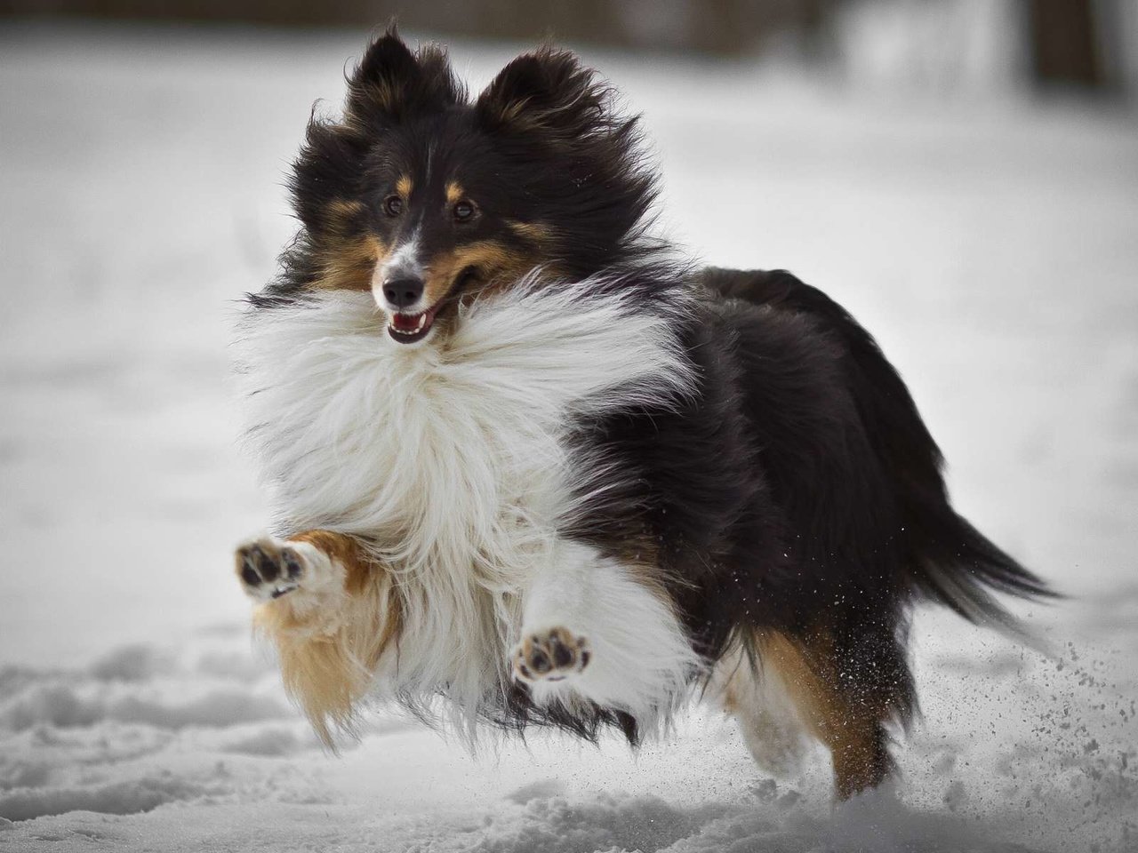 Обои снег, мордочка, собака, бег, лапки, колли, колли длинношёрстный, snow, muzzle, dog, running, legs, collie разрешение 1920x1200 Загрузить