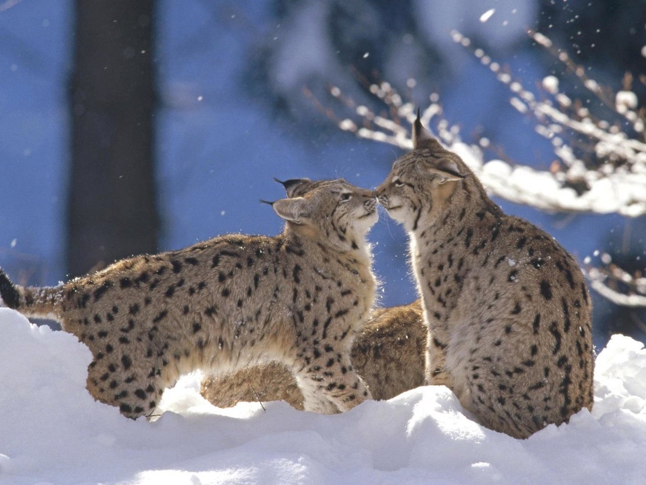 Обои снег, зима, рысь, животные, дикая кошка, рыси, snow, winter, lynx, animals, wild cat разрешение 1920x1200 Загрузить