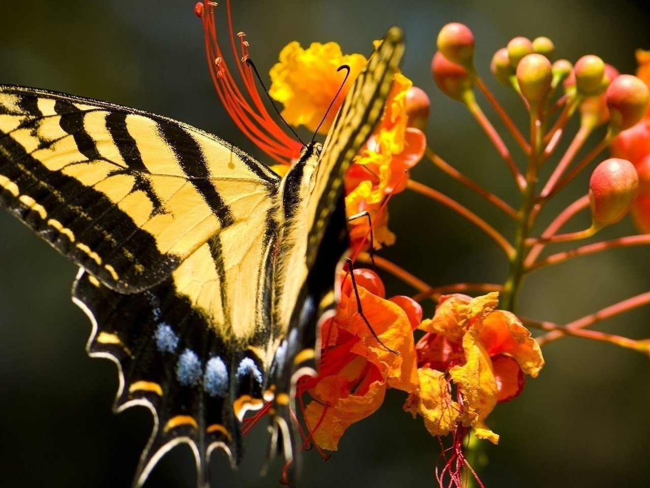 Обои насекомое, цветок, бабочка, крылья, насекомые, махаон, insect, flower, butterfly, wings, insects, swallowtail разрешение 1920x1080 Загрузить