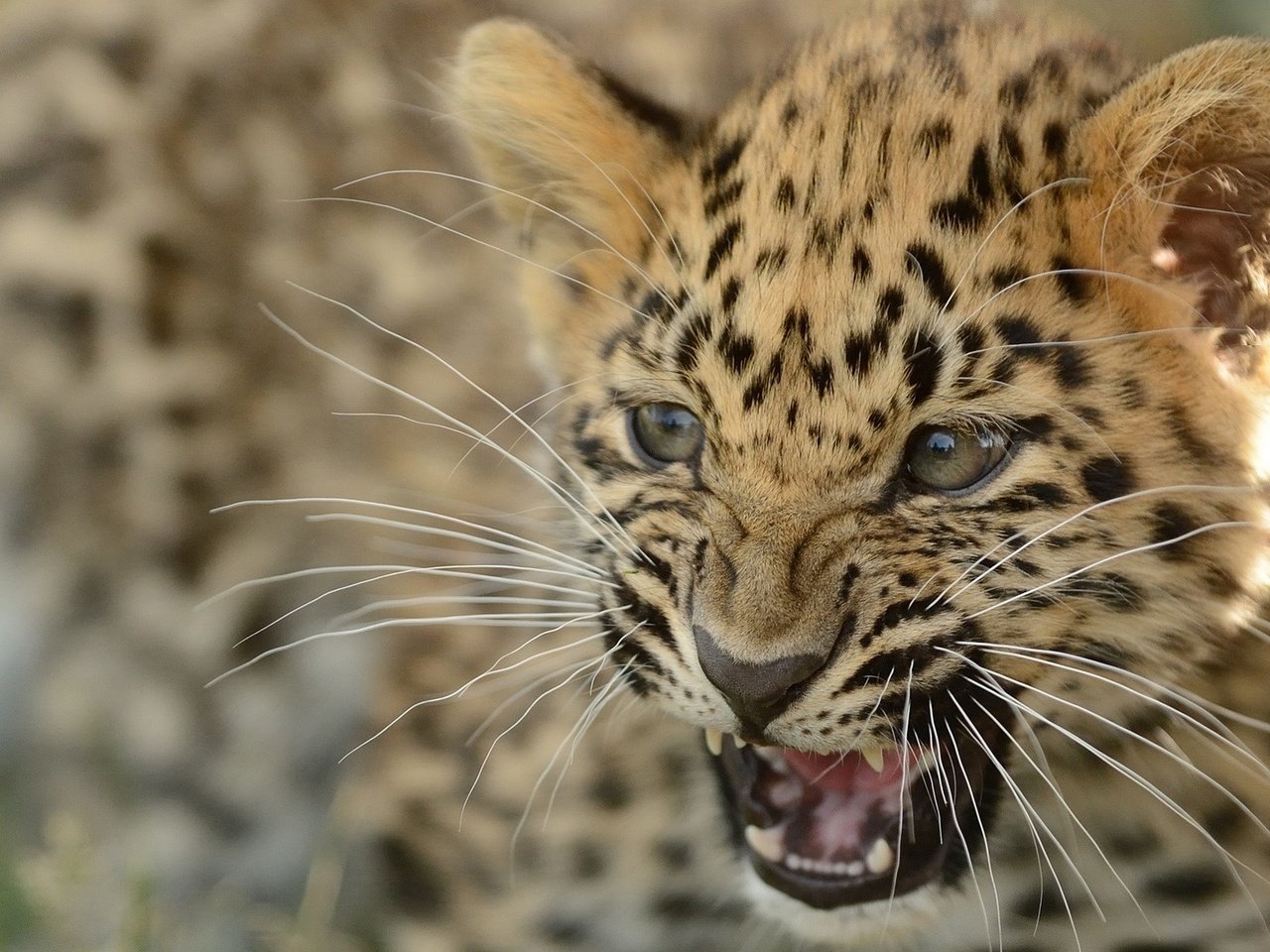 Обои леопард, детеныш, leopard, cub разрешение 1920x1200 Загрузить