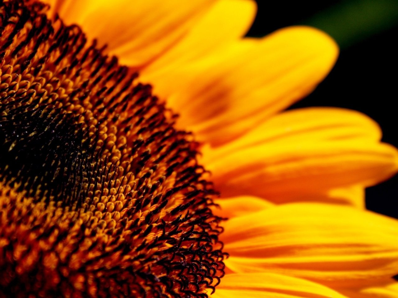 Обои макро, цветок, лепестки, подсолнух, черный фон, macro, flower, petals, sunflower, black background разрешение 1920x1200 Загрузить