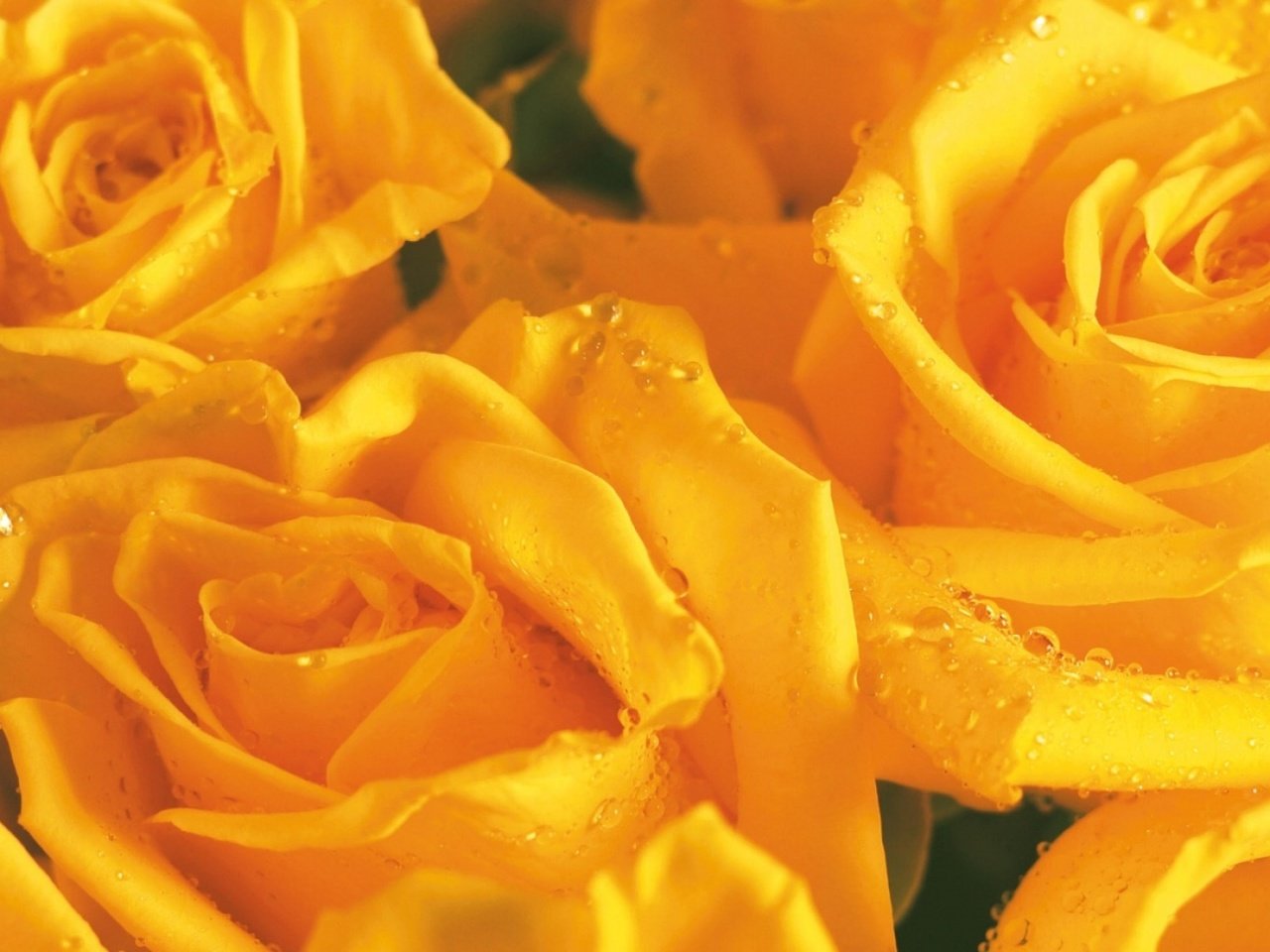 Обои бутон, букет цветов, желтая роза, букет роз, bud, a bouquet of flowers, yellow rose, a bouquet of roses разрешение 1920x1200 Загрузить