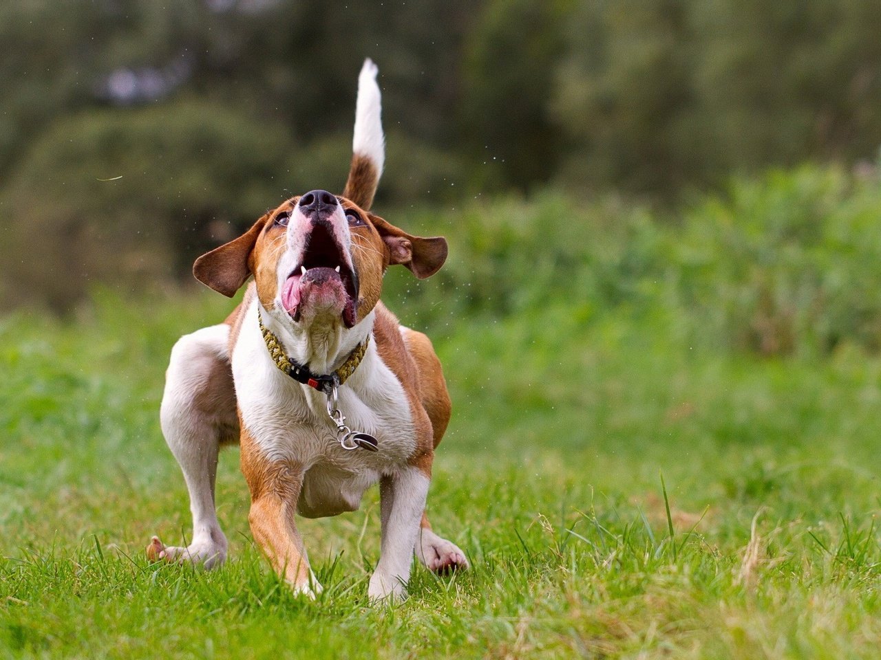 Обои трава, фон, поле, собака, ошейник, бег, grass, background, field, dog, collar, running разрешение 1920x1200 Загрузить