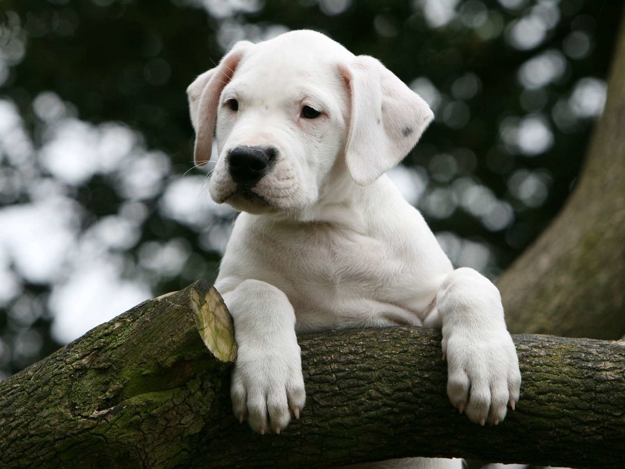 Обои дерево, собака, щенок, дог, аргентинский дог, tree, dog, puppy, the dogo argentino разрешение 1920x1200 Загрузить