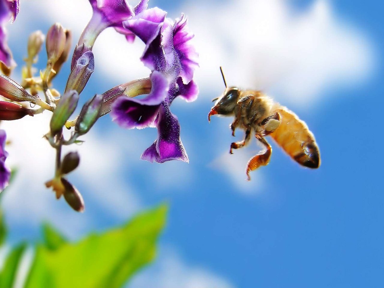 Обои макро, цветок, насекомые, пчела, macro, flower, insects, bee разрешение 1920x1200 Загрузить