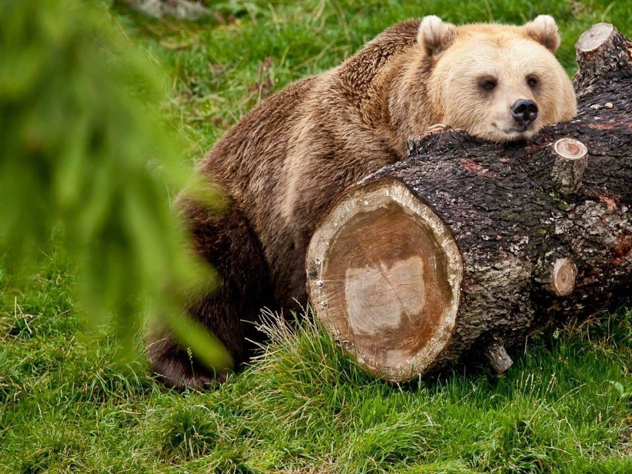 Обои трава, лес, медведь, отдых, бревно, grass, forest, bear, stay, log разрешение 1920x1200 Загрузить
