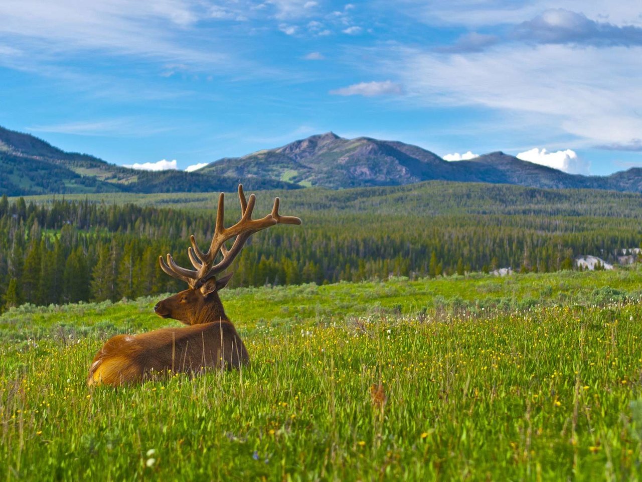 Обои горы, природа, олень, карибу, mountains, nature, deer, caribou разрешение 1920x1200 Загрузить