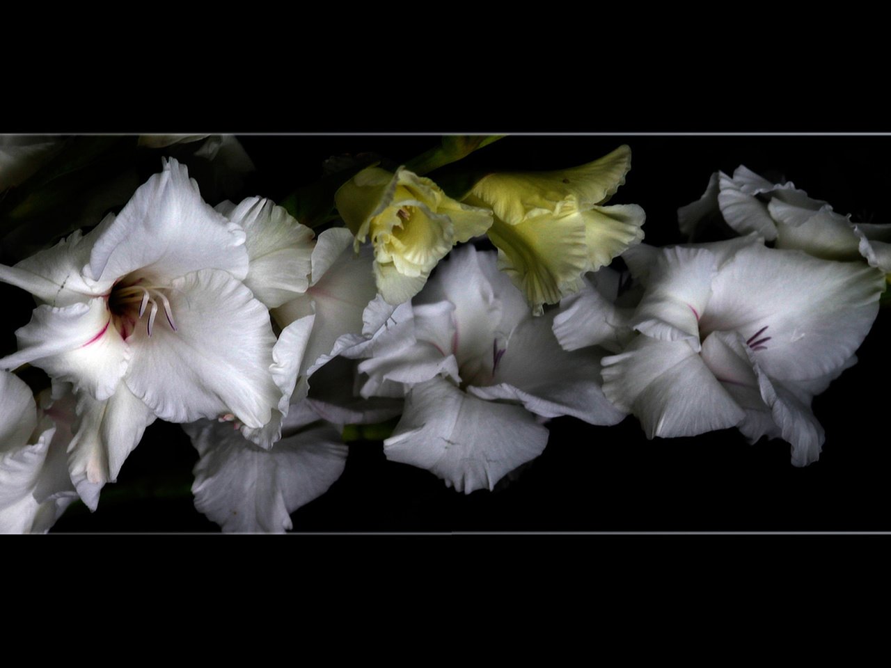 Обои гладиолусы, цветы в рамке, gladiolus, the flowers in the frame разрешение 1920x1200 Загрузить
