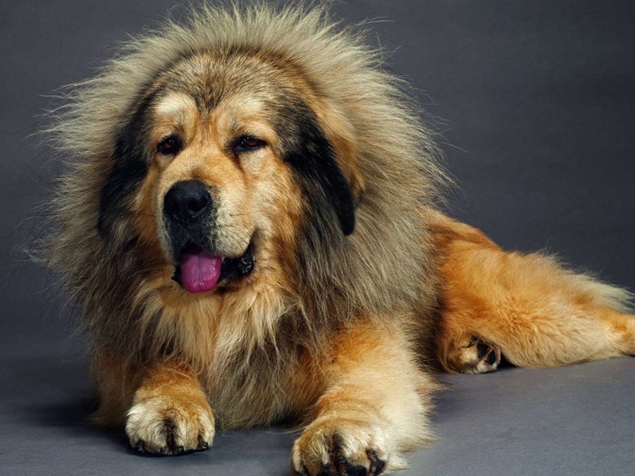 Обои собака, лежит, язык, мастиф, тибетский, dog, lies, language, mastiff, tibetan разрешение 1920x1200 Загрузить